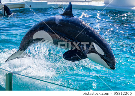 跳躍虎鯨鴨川海洋世界 跳躍虎鯨鴨川海洋世界 95812200