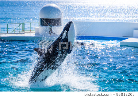 Jumping killer whale Kamogawa Sea World 95812203