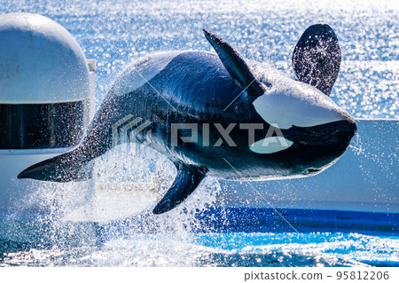跳躍虎鯨鴨川海洋世界 95812206