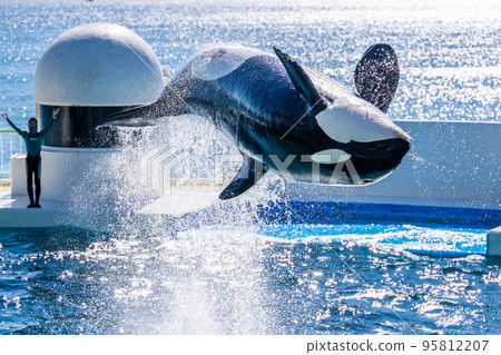 跳躍虎鯨鴨川海洋世界 95812207