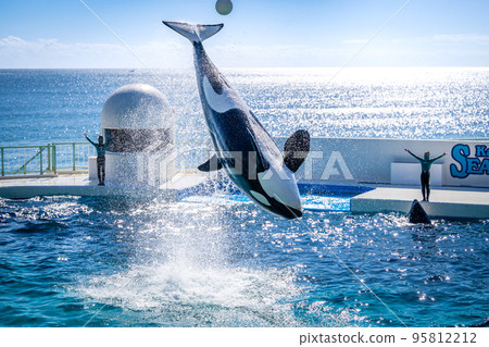 Jumping killer whale Kamogawa Sea World Jumping killer whale Kamogawa Sea World 95812212