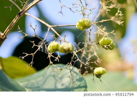 Tectona grandis, Teak or LAMIACEAE or teak plant or teak seed or teak flower Tectona grandis, Teak or LAMIACEAE or teak plant or teak seed or teak flower 95812794