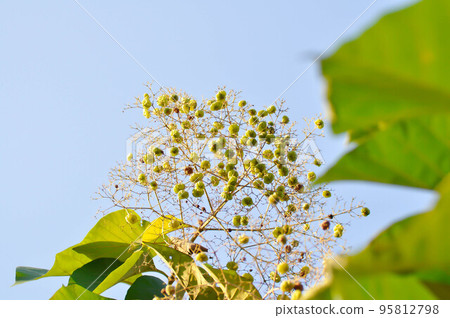 Tectona grandis, Teak or LAMIACEAE or teak plant or teak seed or teak flower Tectona grandis, Teak or LAMIACEAE or teak plant or teak seed or teak flower 95812798