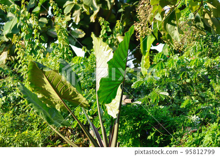 Xanthosoma sagittifolium L Schott, Ear elephant or Giant alocasia or ARACEAE 95812799