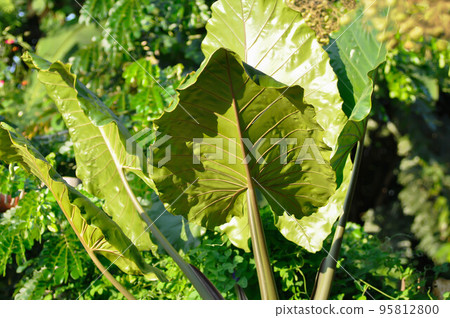 Xanthosoma sagittifolium L Schott, Ear elephant or Giant alocasia or ARACEAE 95812800