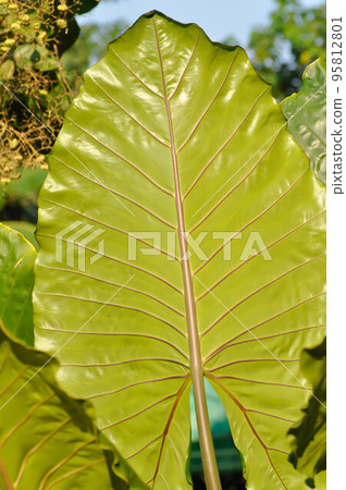 Xanthosoma sagittifolium L Schott, Ear elephant or Giant alocasia or ARACEAE 95812801