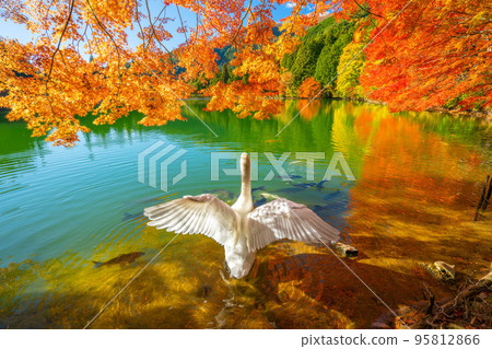 [南阿爾卑斯山]稻垣湖的秋葉和天鵝 95812866