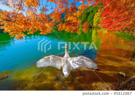 [南阿爾卑斯山]稻垣湖的秋葉和天鵝 95812867