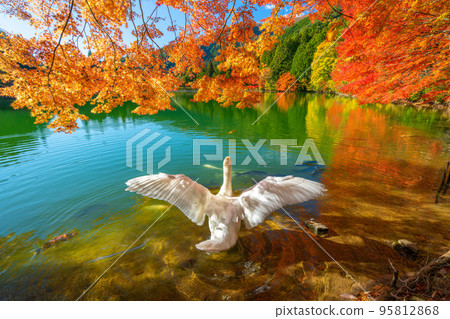 [南阿爾卑斯山]稻垣湖的秋葉和天鵝 95812868