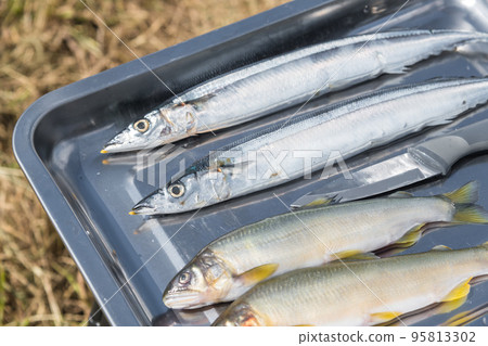 [Car camping on the riverbed of Nakatsugawa, making sweetfish and saury grilled with salt] 95813302