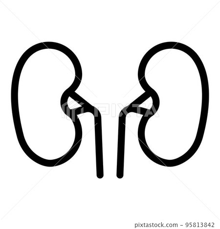 Anatomy kidney icon. Outline anatomy kidney vector icon for web design isolated on white background 95813842