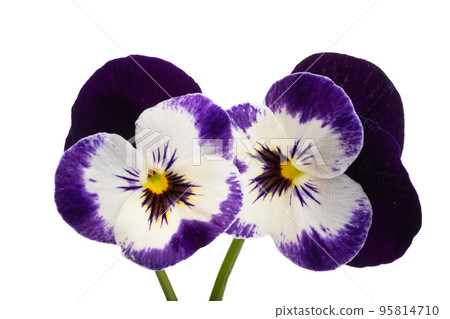 pansies isolated 95814710