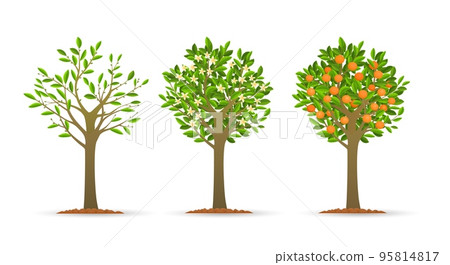 Orange tree growth stages Orange tree growth stages 95814817
