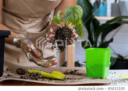 Transplanting a home plant rare Philodendron Mamei into a new pot. A woman plants a stalk with roots in a new soil. Caring and reproduction for a potted plant, hands close-up Transplanting a home plant rare Philodendron Mamei into a new pot. A woman plants a stalk with roots in a new soil. Caring and reproduction for a potted plant, hands close-up 95815105