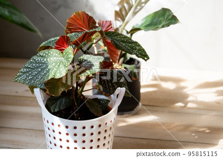 Home potted plant begonia decorative deciduous in the interior of the house. Hobbies in growing, caring for plants, greenhome, gardening at home. 95815115
