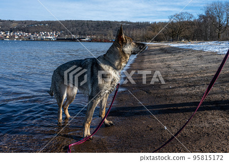 A young happy German Shepherd plays on a beach. Sable coloured working line breed A young happy German Shepherd plays on a beach. Sable coloured working line breed 95815172