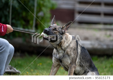 A young happy German Shepherd plays tug with a ball. Sable coloured working line breed A young happy German Shepherd plays tug with a ball. Sable coloured working line breed 95815173