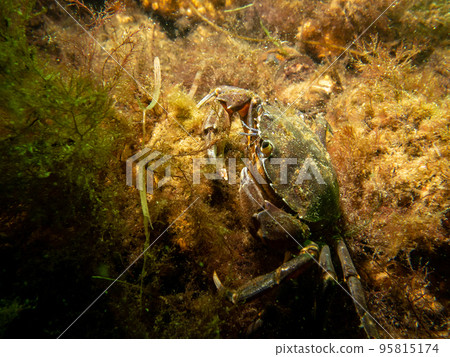 A close-up picture of a crab among seaweed A close-up picture of a crab among seaweed 95815174