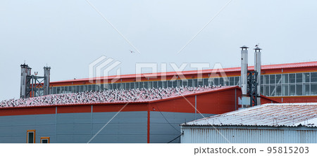 industrial landscape, many seagulls sit on the roof of a fish processing plant industrial landscape, many seagulls sit on the roof of a fish processing plant 95815203