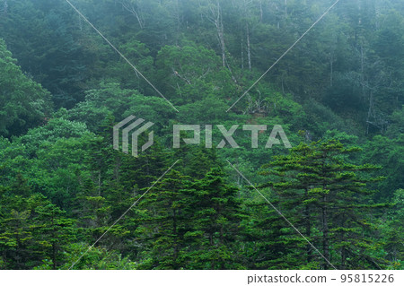 foggy mountain forest on the slope of the volcano on the island of Kunashir foggy mountain forest on the slope of the volcano on the island of Kunashir 95815226
