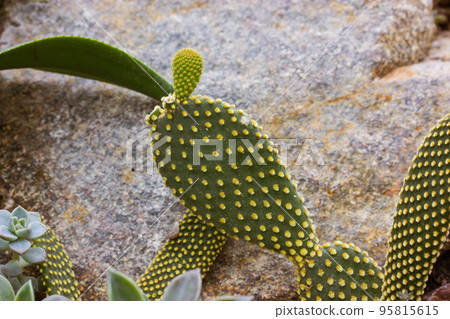 Opuntia microdasys cactus grows in botanical garden against a backdrop of gray stone. Cacti, succulents in their natural habitat outdoors. Grows in North and South America, in the West Indies, Mexico. 95815615