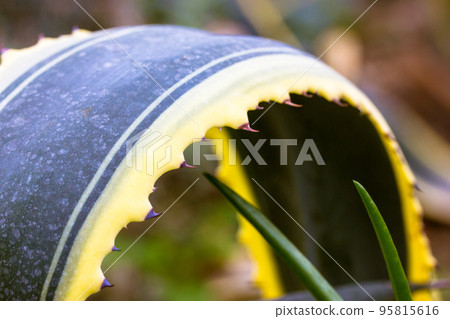 Agave century plant variegated green yellow striped leaves. Succulent cactus. Agave century plant variegated green yellow striped leaves. Succulent cactus. 95815616