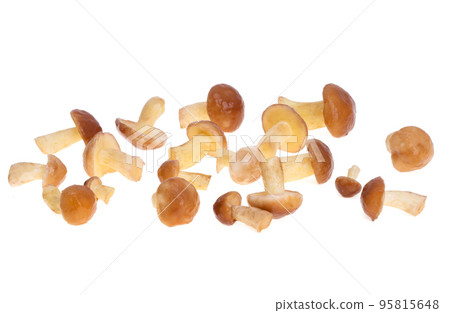 Boletus mushroom isolated 95815648