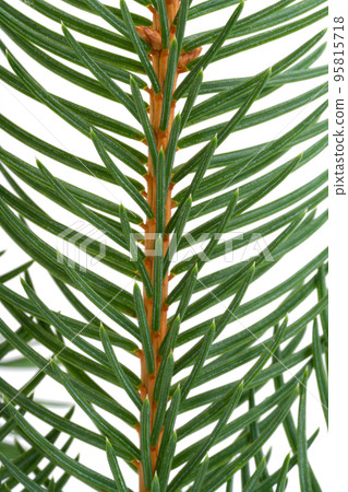 Fir branch isolated 95815718