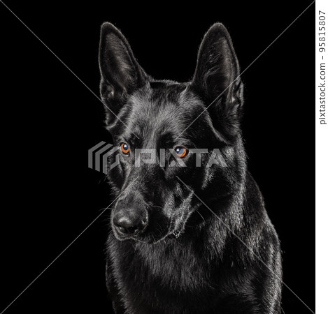 German Shepherd Dog Isolated on Black Background 95815807