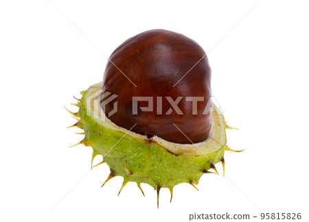 chestnut isolated chestnut isolated 95815826