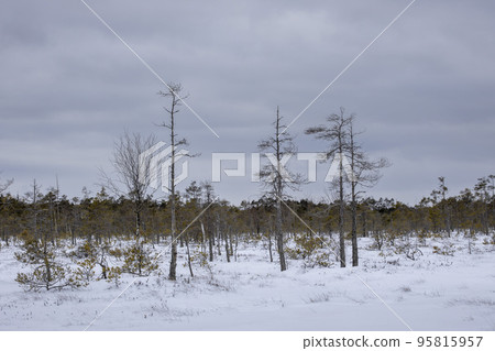 Bog hiking trail in Kemeri National Park Bog hiking trail in Kemeri National Park 95815957