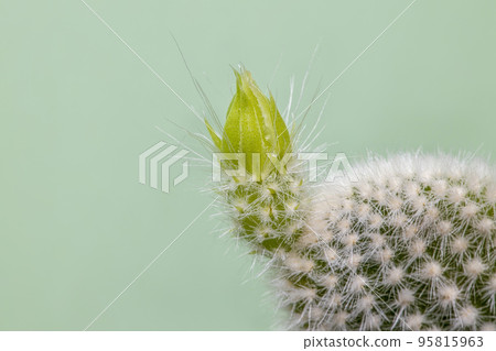Cute Green cactus houseplant isolated on green background with copyspace. 95815963