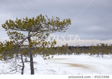 Bog hiking trail in Kemeri National Park 95815996