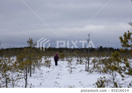 Bog hiking trail in Kemeri National Park Bog hiking trail in Kemeri National Park 95816014