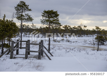 Bog hiking trail in Kemeri National Park 95816017