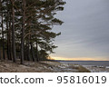 Winter baltic beach with sand, pine and grass. 95816019