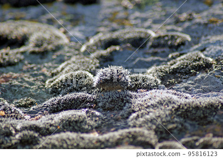 Mosses and lichens, close-up Mosses and lichens, close-up 95816123