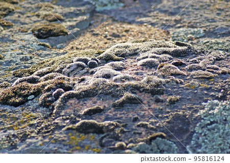 Mosses and lichens, close-up Mosses and lichens, close-up 95816124