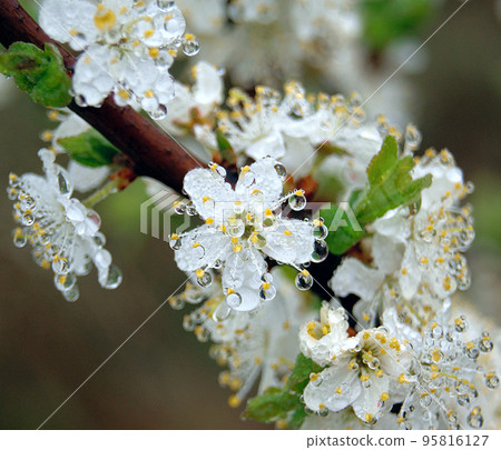 Flowering tree with drops of dew, close-up 95816127