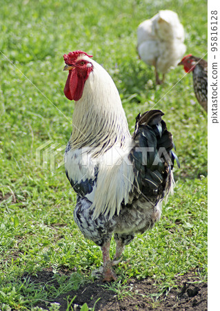 cock cock 95816128