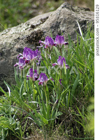 Irises. (Iris pumila) 95816129