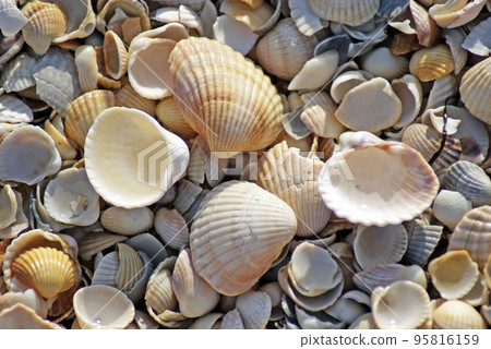Beach shell sea Beach shell sea 95816159