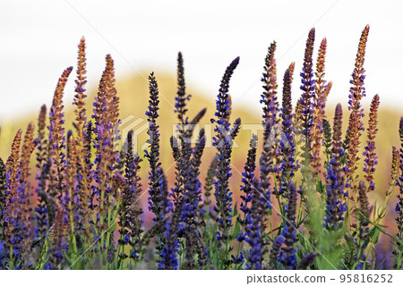 Clary Sage (Salvia sclarea) Clary Sage (Salvia sclarea) 95816252