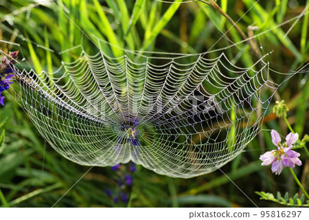 Web of the spider and dew. Spider web with water drops Web of the spider and dew. Spider web with water drops 95816297