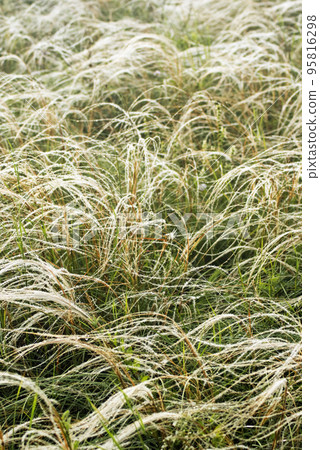 Feather grass in wind Feather grass in wind 95816298