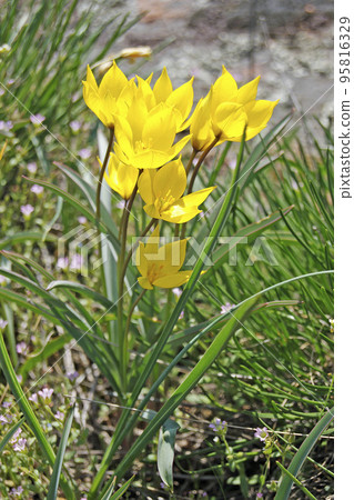 Yellow wild tulip Yellow wild tulip 95816329