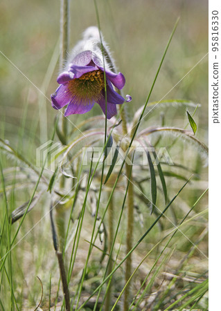 Pasqueflower Pasqueflower 95816330