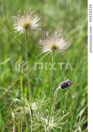 Pasqueflower Pasqueflower 95816334