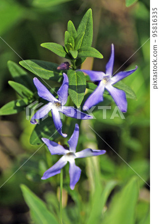 Grassy periwinkle Grassy periwinkle 95816335