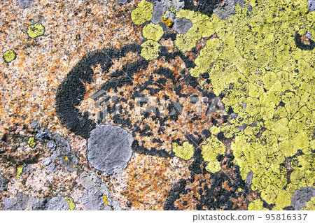 Mosses and lichens, close-up Mosses and lichens, close-up 95816337
